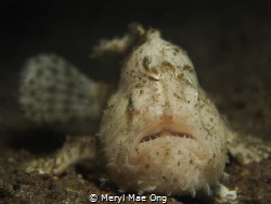 White hairy frogfish in the resort house reef. by Meryl Mae Ong 